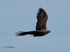 seeadler-10-05-20120001