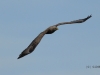 seeadler-2-10-05-20120001