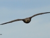 seeadler-3-10-05-20120001