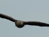 seeadler-4-10-05-20120001