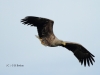 seeadler-5-10-05-20120001