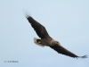 seeadler-6-10-05-20120001