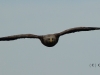 seeadler-8-10-05-20120001