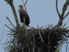 seeadler-9-10-05-20120001