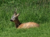 rehbock-16-05-20120001