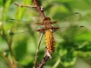 libelle-18-05-20120001