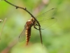 libelle-2-18-05-20120001