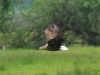 seeadler-18-05-20120001