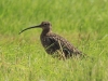 gr-brachvogel-21-05-20120001