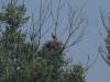 13-seeadler-23-05-20120001