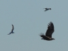 9-seeadler-26-05-20120001