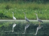 1-reiher-07-06-20120001