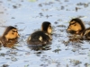 9-enten-nachwuchs-11-06-20120001