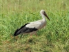 16-weissstorch-21-06-20120001