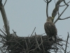 4-seeadler-27-06-20120001