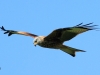 8-rotmilan-23-07-20120001
