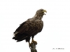 seeadler-03_07_20120001