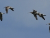 gr-brachvogel-1-27-08-20120001
