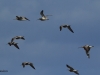 gr-brachvogel-2-27-08-20120001