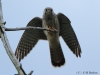 turmfalke-2-30-08-20120001