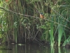 eisvogel-06-09-20120001