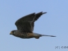 turmfalke-06-09-20120001