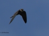 baumfalke-10-09-20120001