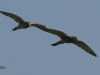 turmfalke-2-10-09-20120001