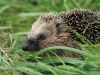 igel-15-09-20120001