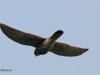 turmfalke-1-15-09-20120001