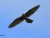 turmfalke-2-15-09-20120001