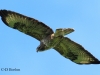 bussard-1-22-09-20120001