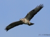 bussard-2-22-09-20120001