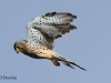 turmfalke-1-22-09-20120001