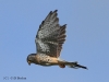 turmfalke-2-22-09-20120001