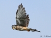 turmfalke-3-22-09-20120001