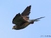 turmfalke-4-22-09-20120001