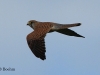 turmfalke-5-22-09-20120001