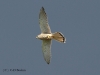 turmfalke-6-22-09-20120001