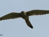 turmfalke-7-22-09-20120001