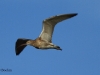 gr-brachvogel-1-01-10-20120001