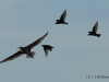 gr-brachvogel-2-01-10-20120001