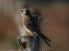 turmfalke-2-01-10-20120001