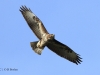 maeusebussard-08-10-20120001