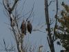 seeadler-08-10-20120001