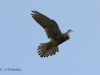 turmfalke-08-10-20120001