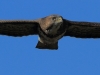 bussard-1-11-10-20120001