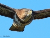 bussard-2-11-10-20120001