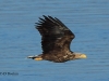 seeadler-weib-1-11-10-20120001