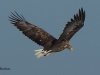 seeadler-weib-2-11-10-20120001